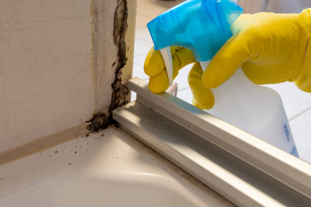 Mold Testing and Removal in Bedford Hills, NY