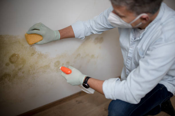 Home Mold Removal in Bedford Hills, NY