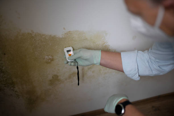 Best Affordable Mold Removal  in Bedford Hills, NY