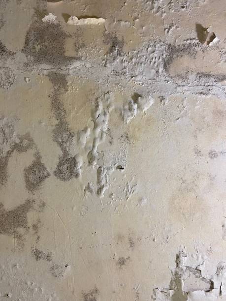 Best Mold Damage Repair  in Bedford Hills, NY