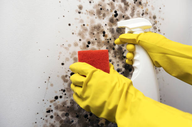 Best Local Mold Removal Service  in Bedford Hills, NY