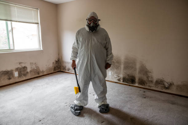 Best Mold Removal and Inspection  in Bedford Hills, NY