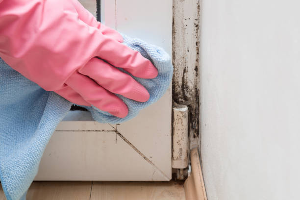 Best Professional Mold Removal  in Bedford Hills, NY