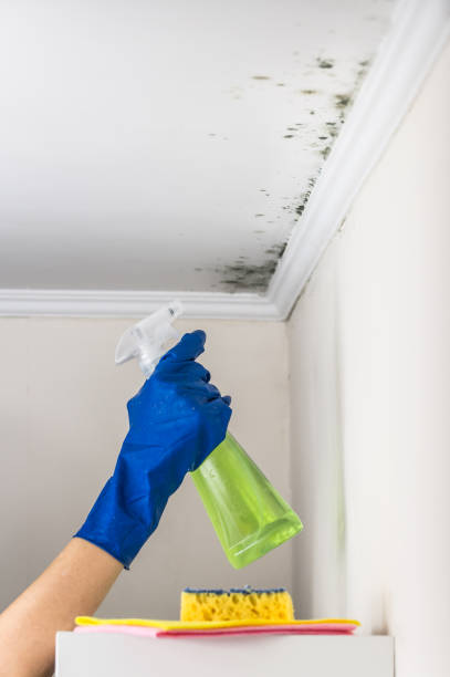 Professional Mold Removal in Bedford Hills, NY