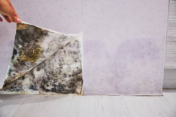 Best Commercial Mold Removal  in Bedford Hills, NY